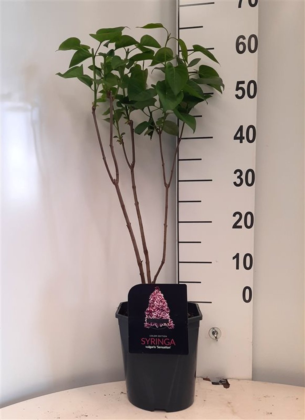 Syringa v. 'Sensation' - C5 50-60 CM